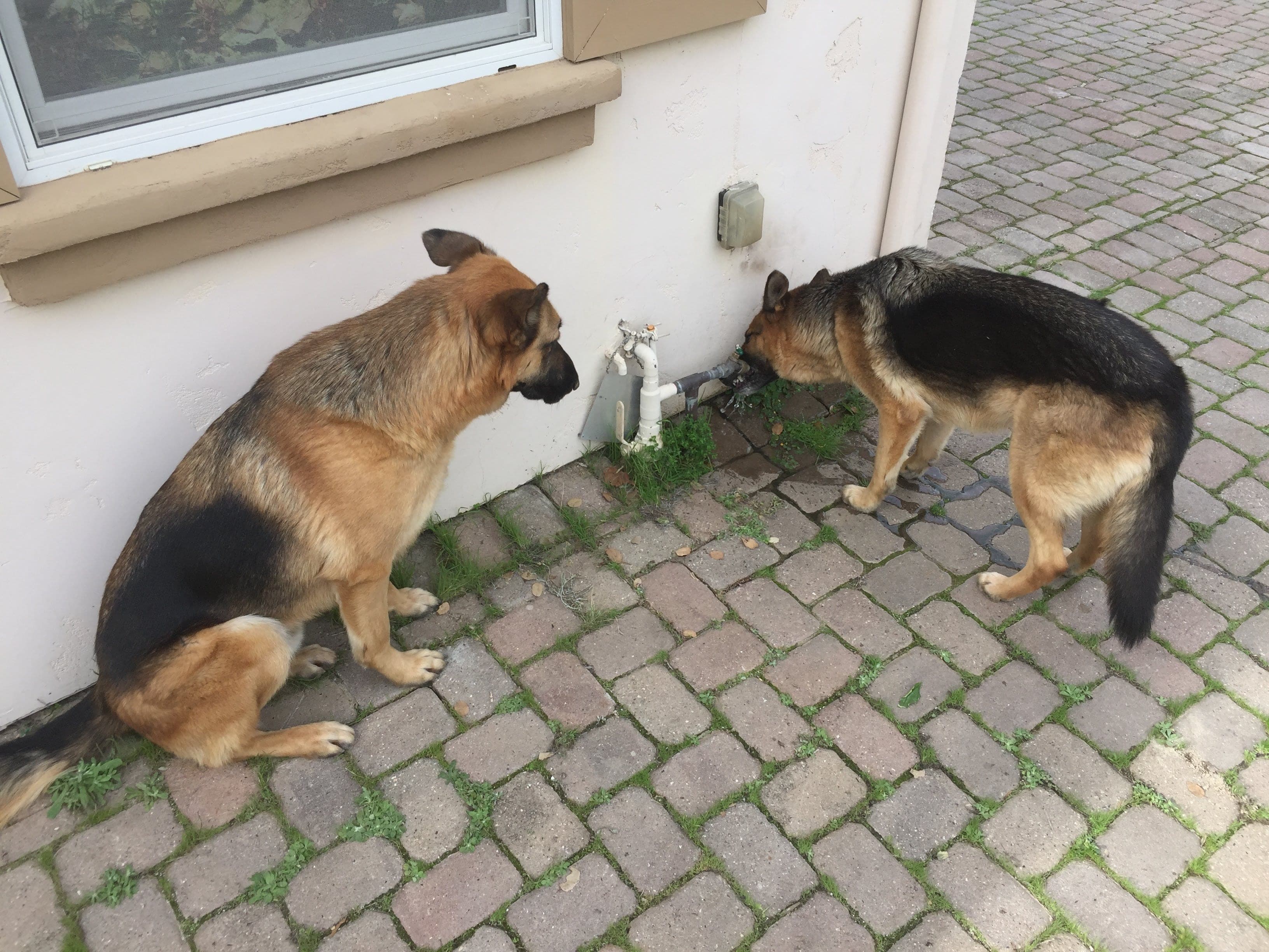 money watching momo drink