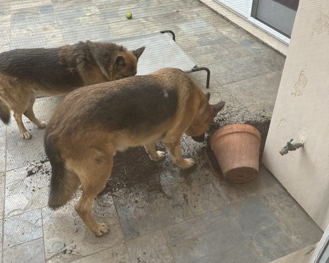 investigating like he wasn't the one who spilled it