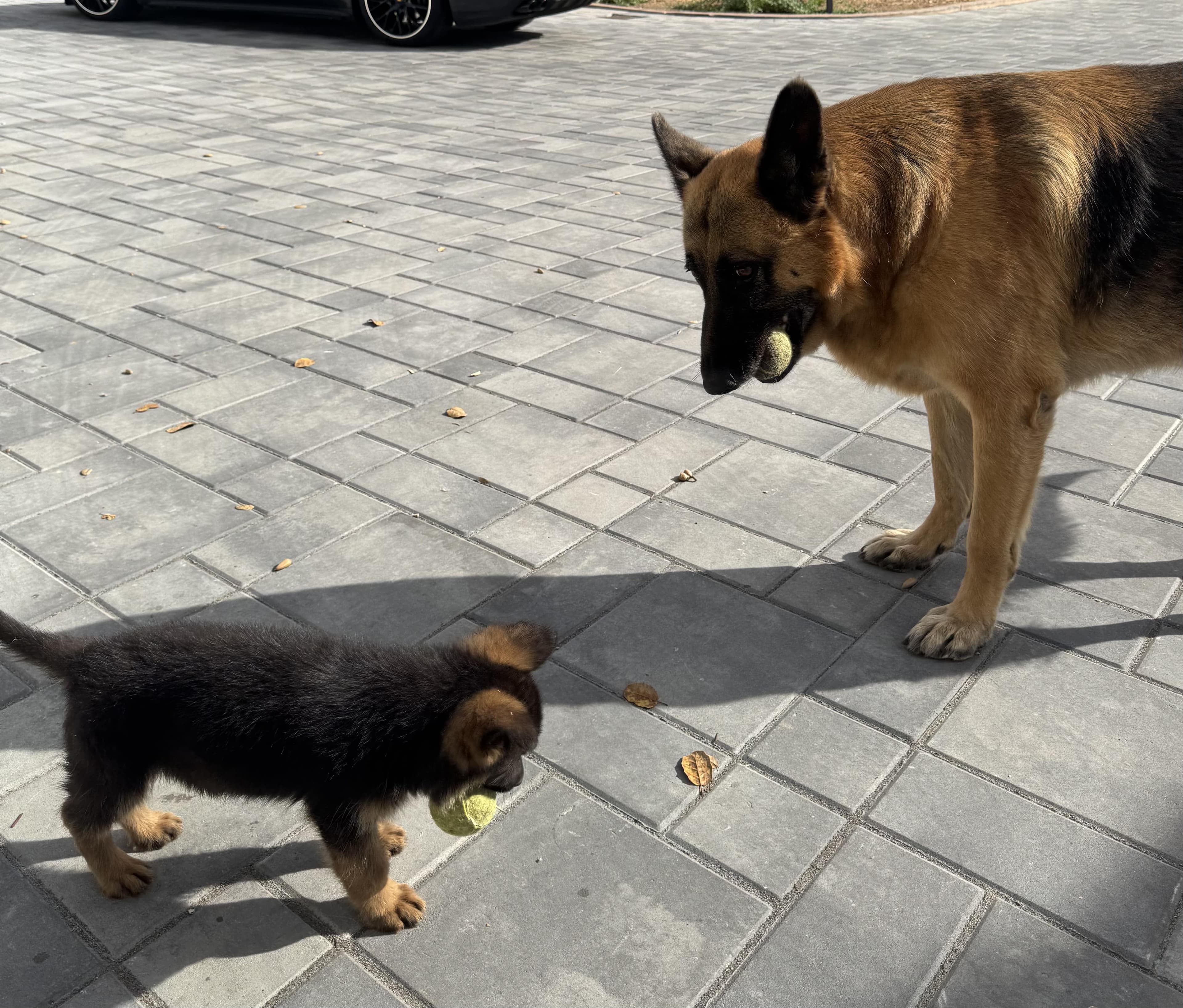 teaching the lil guy